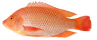 RED TILAPIA